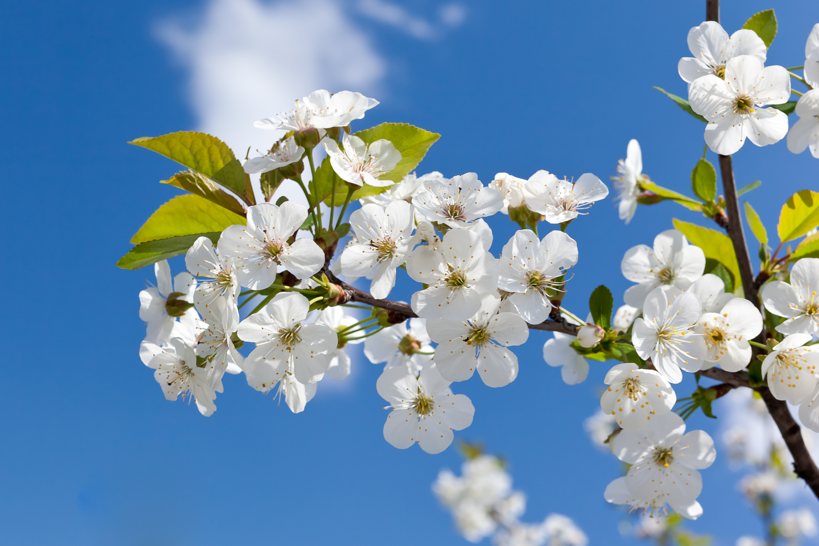 Cherry Blossoms Cherry Blossoms